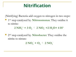 Nitrification
(Nitrifying) Bacteria add oxygen to nitrogen in two steps:
 1rst
step catalyzed by Nitrosomonas. They oxidise it
to nitrite:
2 NH4
+
+ 3 O2  2 NO2
-
+2 H2O+ 4 H+
 2nd
step catalyzed by Nitrobacter. They oxidise the
nitrite to nitrate:
2 NO2
-
+ O2  2 NO3
-
 
