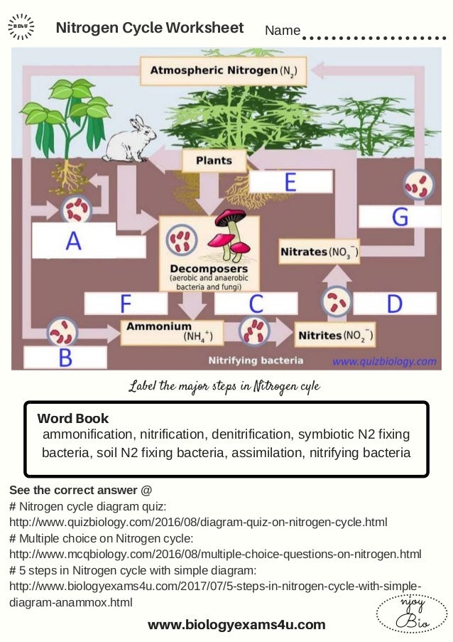 Nitrogen cycle worksheet answer key