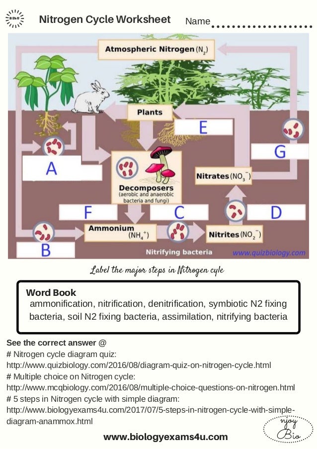 The Nitrogen Cycle worksheet