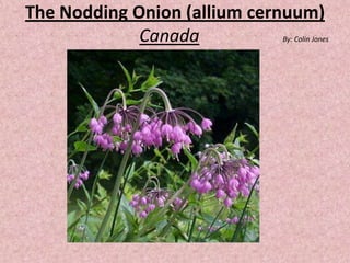 The Nodding Onion (alliumcernuum)CanadaBy: Colin Jones  