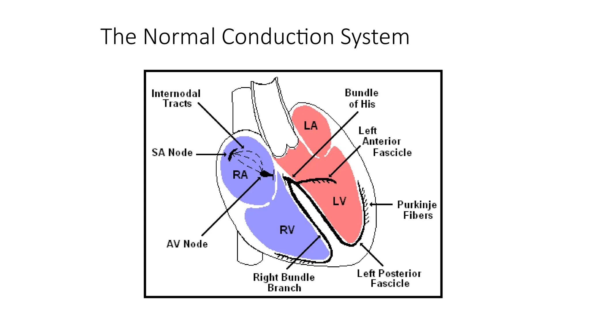 The Normal Conduction Systemuuuuu (1).pptx