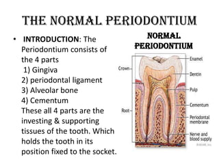 The Normal Periodontium
• INTRODUCTION: The                 Normal
  Periodontium consists of        Periodontium
  the 4 parts
   1) Gingiva
  2) periodontal ligament
  3) Alveolar bone
  4) Cementum
  These all 4 parts are the
  investing & supporting
  tissues of the tooth. Which
  holds the tooth in its
  position fixed to the socket.
 