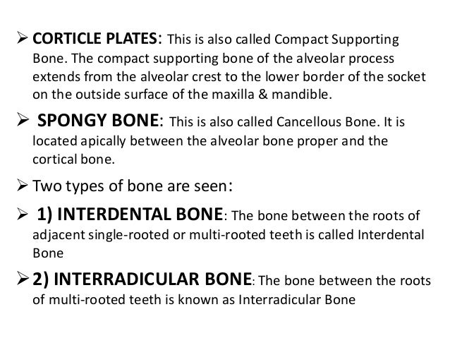 interradicular bone