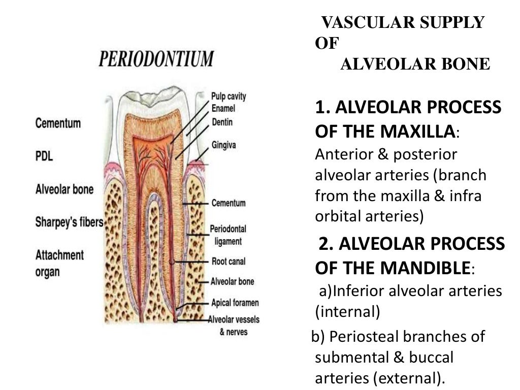 PDL, Cementum & Alveolar Bone