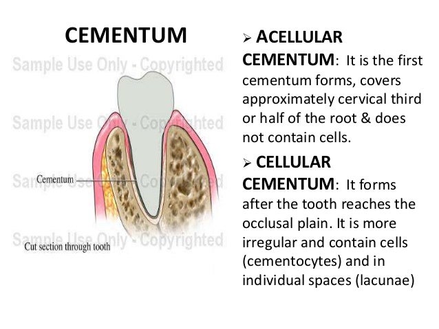 PDL, Cementum & Alveolar Bone