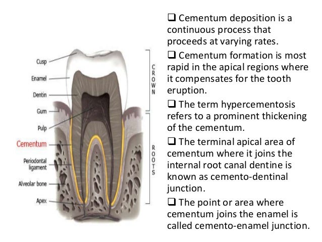PDL, Cementum & Alveolar Bone