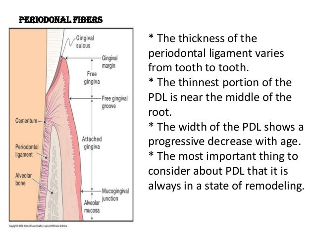 pdl cementum alveolar bone periodontal ligament