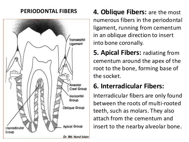 interradicular bone