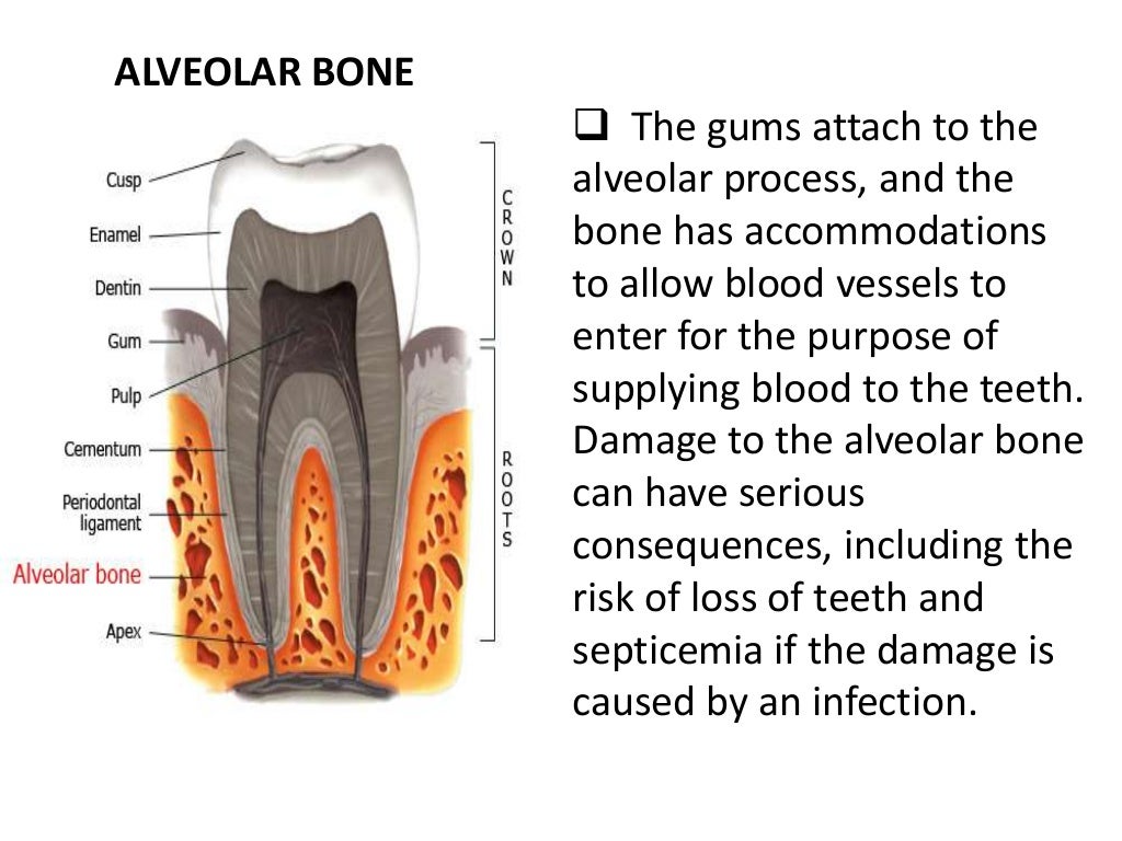 PDL, Cementum & Alveolar Bone