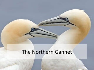 The Northern Gannet
 