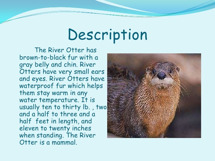 The Northern River Otter