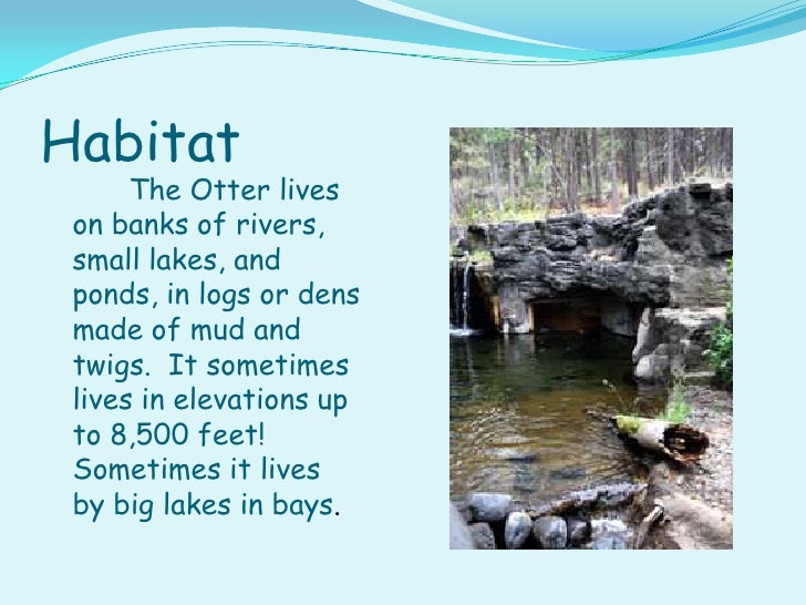 The Northern River Otter