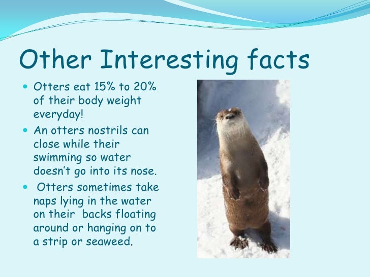 The Northern River Otter