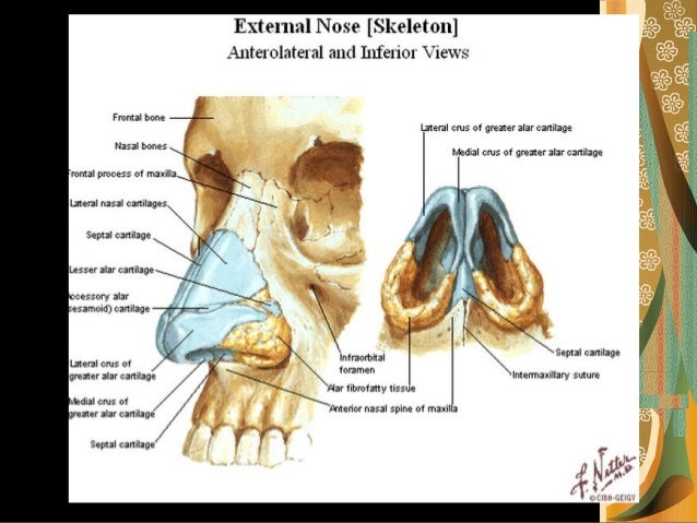 Image Result For Nose Bone Anatomy Image Result For Nose Bone Anatomy
