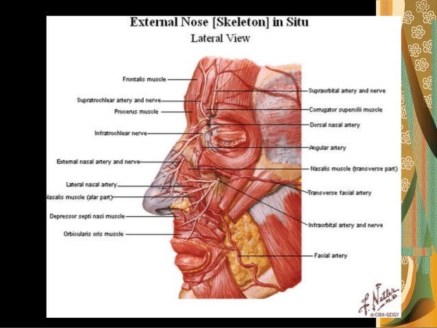 anatomy of the nose anatomy of the nose