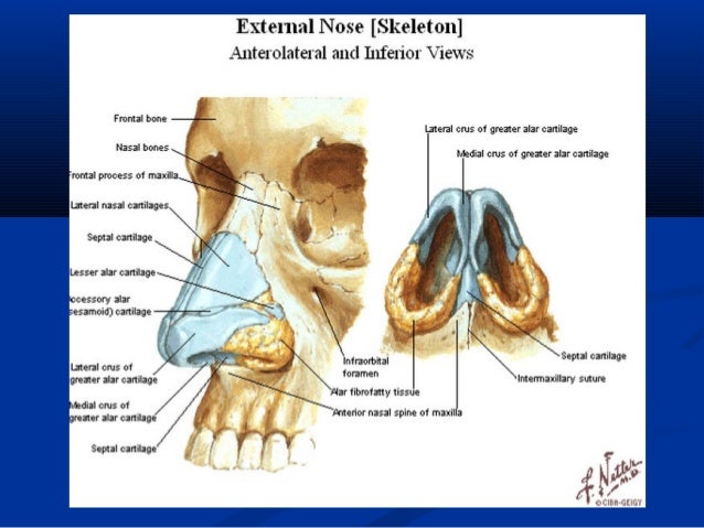 anatomy of the nose barca fontanacountryinn com anatomy of nose