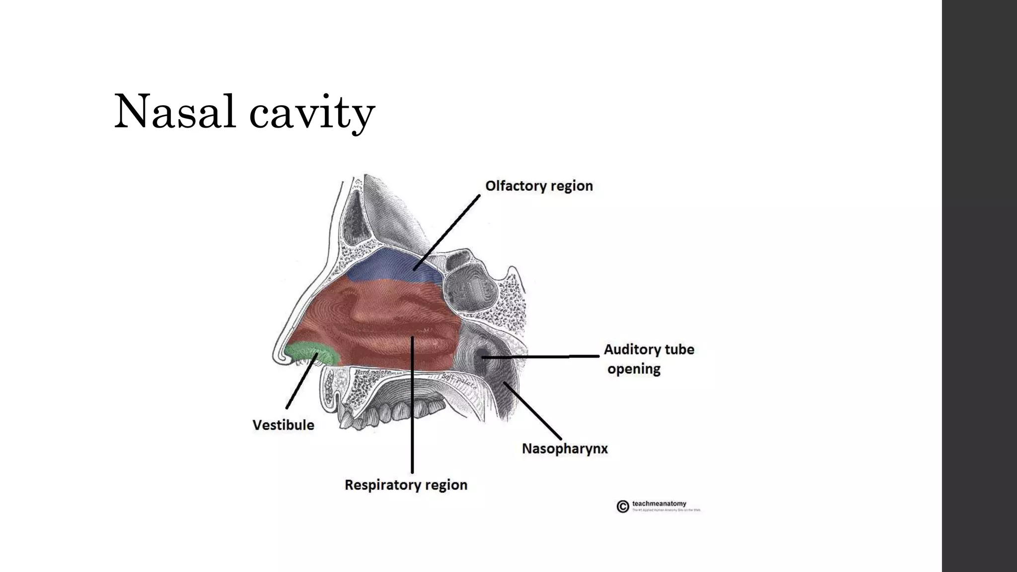 The Nose and nasal cavity, anatomy, and clinical diseases of nasal ...