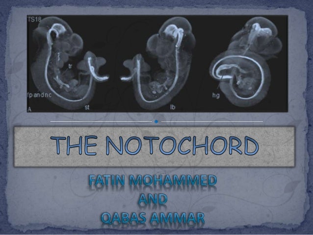 The notochord