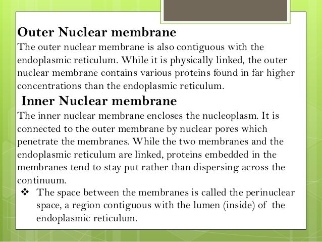The nuclear membrane