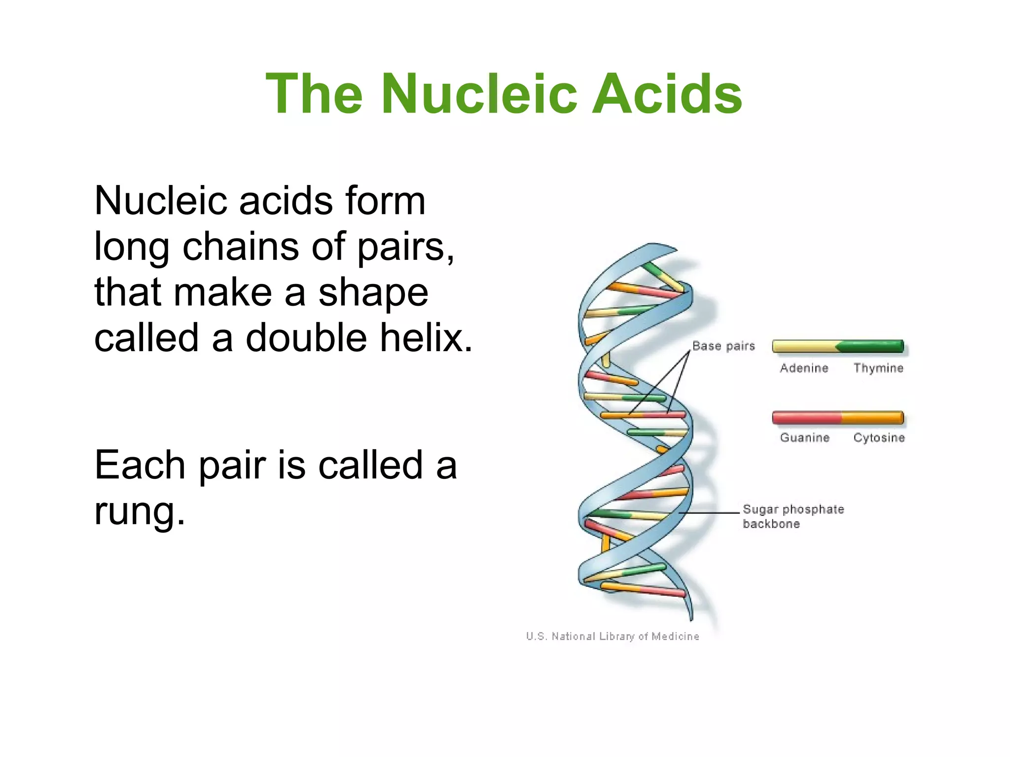 The Nucleic Acids
Nucleic acids form
long chains of pairs,
that make a shape
called a double helix.
Each pair is called a
rung.