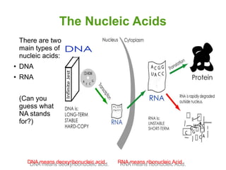 The Nucleic Acids
There are two
main types of
nucleic acids:
●

DNA

●

RNA
(Can you
guess what
NA stands
for?)

DNA means...