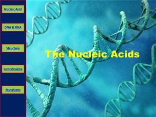 Nucleic Acid 
DNA & RNA 
Structure 
Central Dogma 
Mutations 
The Nucleic Acids 
 