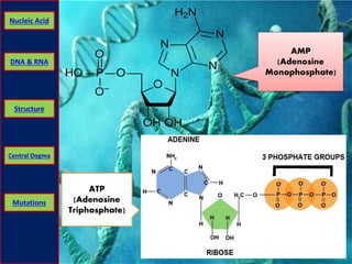 Nucleic Acid 
DNA & RNA 
Structure 
Central Dogma 
Mutations 
AMP 
(Adenosine 
Monophosphate) 
ATP 
(Adenosine 
Triphosphate) 
 