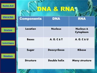 Nucleic Acid 
DNA & RNA 
Structure 
Central Dogma 
Mutations 
DNA & RNA 
Components DNA RNA 
Location Nucleus Nucleus & 
Cytoplasm 
Bases A, G, C & T A, G, C & U 
Sugar Deoxyribose Ribose 
Structure Double helix Many structure 
 