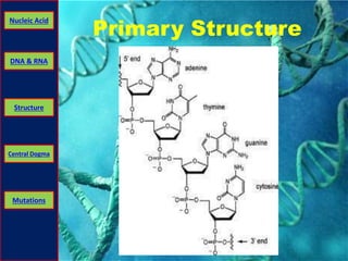 Nucleic Acid Primary Structure 
DNA & RNA 
Structure 
Central Dogma 
Mutations 
 