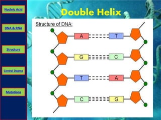 Nucleic Acid Double Helix 
DNA & RNA 
Structure 
Central Dogma 
Mutations 
 