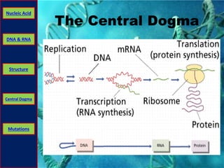 Nucleic Acid 
DNA & RNA 
Structure 
Central Dogma 
Mutations 
The Central Dogma 
 