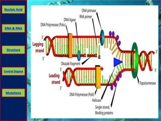 Nucleic Acid 
DNA & RNA 
Structure 
Central Dogma 
Mutations 
 