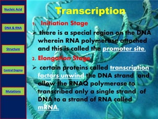 Nucleic Acid Transcription 
DNA & RNA 
Structure 
Central Dogma 
Mutations 
1. Initiation Stage 
 there is a special region on the DNA 
wherein RNA polymerase attached 
and this is called the promoter site. 
2. Elongation Stage 
 certain proteins called transcription 
factors unwind the DNA strand and 
allow the RNAQ polymerase to 
transcribed only a single strand of 
DNA to a strand of RNA called 
mRNA. 
 