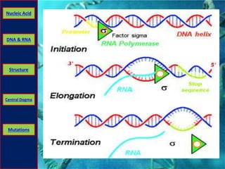 Nucleic Acid 
DNA & RNA 
Structure 
Central Dogma 
Mutations 
 