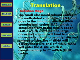 Nucleic Acid Translation 
DNA & RNA 
Structure 
Central Dogma 
Mutations 
1. Initiation stage 
The small ribosomal subunit enters in 
the methylated cap of the mRNA and 
goes to the initiation site. The tRNA 
contains anti-codon (UAC) which is 
complimentary to the mRNA codon 
(AUG) which will bind. The large 
ribosomal subunit will bind to small 
ribosomal subunit to peptidyl site and 
aminoacyl site. The 1st tRNA will 
occupy the p-site and 2nd tRNA (AAA) 
will enter the A-site which is 
complimentary to 2nd mRNA (UUU) 
codon. 
 