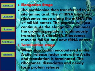 Nucleic Acid 2. Elongation Stage 
DNA & RNA 
Structure 
Central Dogma 
Mutations 
The methionine then transferred to A-site 
amino acid. The 1st tRNA exits and 
ribosomes move along the mRNA. The 
3rd mRNA enters. The process will just 
continue. As the elongation continues 
the growing peptide is continuously 
transfer to A-site tRNA. Ribosomes 
move to mRNA and new tRNA enters. 
3. Termination stage 
When stop codon encountered in the 
A-site, release factor enters the A-site 
and translation is terminated. The 
ribosomes dissociates and newly 
form protein release. 
 