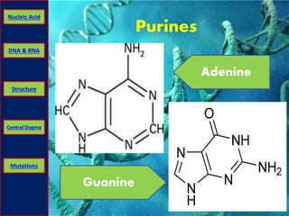Nucleic Acid 
DNA & RNA 
Structure 
Central Dogma 
Mutations 
Purines 
Adenine 
Guanine 
 