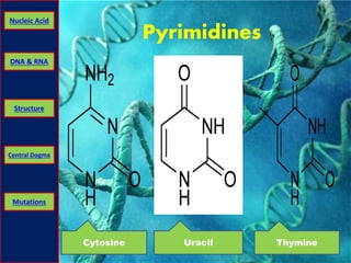 Nucleic Acid 
DNA & RNA 
Structure 
Central Dogma 
Mutations 
Pyrimidines 
Cytosine Uracil Thymine 
 