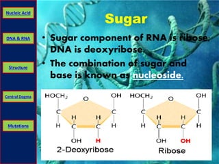 Nucleic Acid 
DNA & RNA 
Structure 
Central Dogma 
Mutations 
Sugar 
• Sugar component of RNA is ribose; 
DNA is deoxyribose. 
• The combination of sugar and 
base is known as nucleoside. 
 