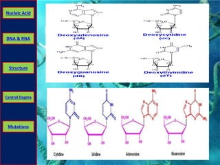 Nucleic Acid 
DNA & RNA 
Structure 
Central Dogma 
Mutations 
 