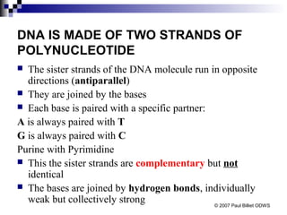 DNA IS MADE OF TWO STRANDS OF
POLYNUCLEOTIDE
 The sister strands of the DNA molecule run in opposite
directions (antiparallel)
 They are joined by the bases
 Each base is paired with a specific partner:
A is always paired with T
G is always paired with C
Purine with Pyrimidine
 This the sister strands are complementary but not
identical
 The bases are joined by hydrogen bonds, individually
weak but collectively strong © 2007 Paul Billiet ODWS
 