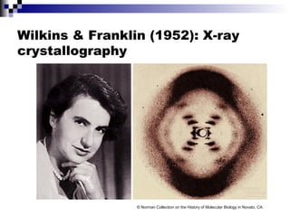 Wilkins & Franklin (1952): X-ray
crystallography
© Norman Collection on the History of Molecular Biology in Novato, CA
 