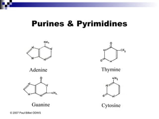 Purines & Pyrimidines
Adenine
CytosineGuanine
Thymine
© 2007 Paul Billiet ODWS
 