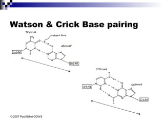 Watson & Crick Base pairing
© 2007 Paul Billiet ODWS
 