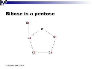 Ribose is a pentose
C1
C5
C4
C3 C2
O
© 2007 Paul Billiet ODWS
 