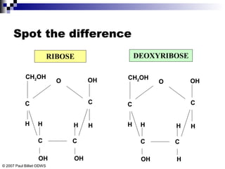 RIBOSE DEOXYRIBOSE
CH2OH
H
OH
C
C
OH OH
C
O
H HH
C
CH2OH
H
OH
C
C
OH H
C
O
H HH
C
Spot the difference
© 2007 Paul Billiet ODWS
 