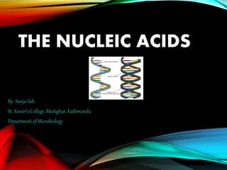 THE NUCLEIC ACIDS
By- Sanju Sah
St. Xavier’s College, Maitighar, Kathmandu
Department of Microbiology
 