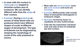  In most cells the nucleus is
oblong or oval shaped to
minimize surface area of
enclosure. We can identify
different cells from the shape of
their nucleus.
 Example: During leukemia an
excess of white blood cells are
produced which have different
shapes of nuclei at different
stages of development. The type
of leukemia can be diagnosed by
studying the morphology of
nuclei of the cells produced in
excess.
 Most cells are mononucleate, some
are multi nucleate and some are
anucleate.
 Example: Multinucleate cells include
those of Drosophila melanogaster in
embryonic stages.
 Myocytes formed by fusion of
myoblasts are also multinucleate.
 Cells like the mammalian red blood
cells and cells of lens of vertebrate
eye lack nucleus.
Figure:
A Drosophila embryo at the
multinucleate stage
 