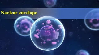 Nuclear envelope
 
