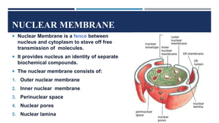 NUCLEAR MEMBRANE
 Nuclear Membrane is a fence between
nucleus and cytoplasm to stave off free
transmission of molecules.
 It provides nucleus an identity of separate
biochemical compounds.
 The nuclear membrane consists of:
1. Outer nuclear membrane
2. Inner nuclear membrane
3. Perinuclear space
4. Nuclear pores
5. Nuclear lamina
 